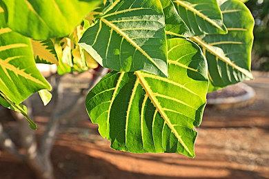 万代南梦宫欧洲CEO：《艾尔登法环》DLC“黄金树之影”即将发布